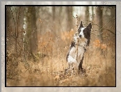 Sztuczka, Las, Border Collie, Pies, Jesień