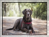 Szyszka, Pies, Labrador retriever