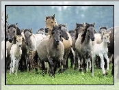 Tabun, Źrebaki, Konie, Stado