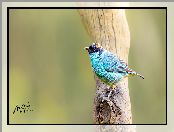 Ptak, Kolorowy, Gałąź, Tangarka błękitna, Tanager