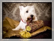 Poduszka, West Highland White Terrier