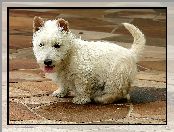 West Highland White Terrier