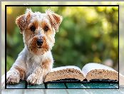 Książka, Pies, Yorkshire terrier