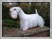 murek, Sealyham Terrier