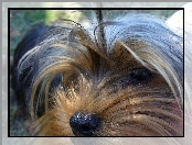 Yorkshire Terrier, Głowa