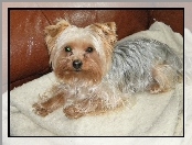 Yorkshire Terrier, Kanapa