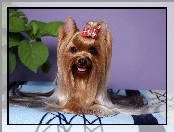 Yorkshire Terrier, Kokardka