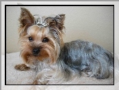 Korona, Yorkshire Terrier