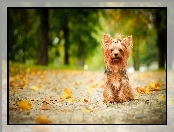 Yorkshire terrier, Liście