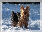 Yorkshire Terrier, Śnieg