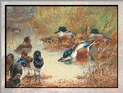 Archibald Thorburn, Reprodukcja obrazu, Jezioro, Kaczki, Malarstwo, Ptaki