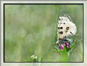 Tło, Rozmyte, Motyl, Biały, Kwiat