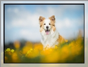 Tło, Rozmyte, Łąka, Border collie, Kwiaty