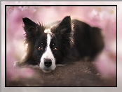 Tło, Border collie, Rozmyte
