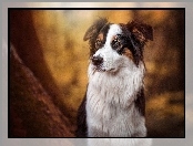 Tło, Border collie, Rozmyte