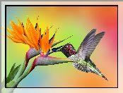 Koliber, Kwiat, Kolorowe tło, Strelicja królewska