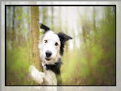 Tło, Rozmyte, Border collie, Pies, Drzewo