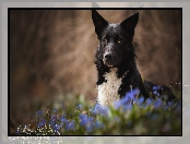 Tło, Rozmyte, Border collie, Pies, Kwiaty