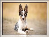 Tło, Rozmyte, Border collie, Pies, Mordka