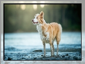 Tło, Rozmyte, Border collie, Pies, Woda