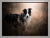 Tło, Rozmyte, Border collie, Pies, Wrzosy