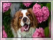 Tło, Rozmyte, Różowe, Springer spaniel walijski, Hortensje