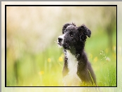 Rozmyte tło, Łąka, Szczeniak, Pies, Border collie