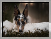 Rozmyte tło, Śnieg, Border collie, Pies, Mordka