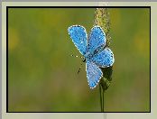 Zielone tło, Trawa, Modraszek ikar, Motyl, Źdźbło