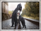 Kolejowe, Tory, Owczarek francuski Briard, Psy, Bearded collie