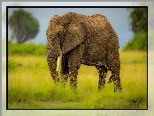 Zielona, Trąba, Trawa, Słoń, Opuszczona