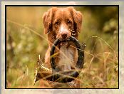 Trawa, Pies, Trąbka myśliwska, Trąbka sygnałowa, Retriever z Nowej Szkocji, Instrument