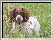 trawa, Springer spaniel angielski, wysoka