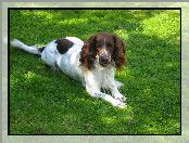 trawa, Springer spaniel angielski, zielona