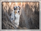 Trawa, Owczarek australijski, Australian shepherd