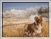 Trawa, Owczarek australijski, Australian shepherd