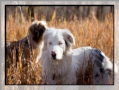 Trawa, Owczarki australijskie - australian shepherd