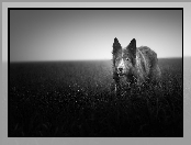 Trawa, Czarno-białe, Łąka, Border collie