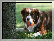 Trawa, Piłeczka, Drzewo, Border collie