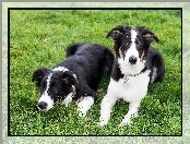 Trawa, Dwa, Border Collie