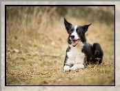 Trawa, Pies, Border Collie