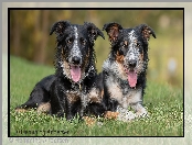 Trawa, Psy, Border collie