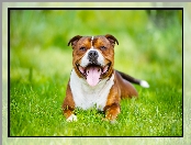 Trawa, Uśmiechnięty, Staffordshire Bull terrier