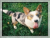 trawa, Welsh corgi cardigan, zielona