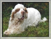 trawa, dorosły, Clumber spaniel