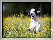 Trawa, Szczeniak, Cocker spaniel