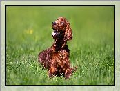 Trawa, Brązowy, Working cocker spaniel