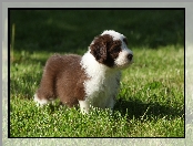 Trawa, Bearded collie, Szczeniak