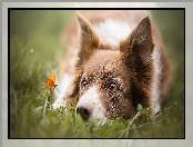 Trawa, Motylek, Border collie, Pomarańczowy