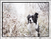 Trawa, Border collie, Śnieg